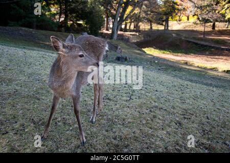 Young deer in the park Nara Park. Nara KPark is a large park in central Nara and it is the location of many of Nara`s main attractions Stock Photo